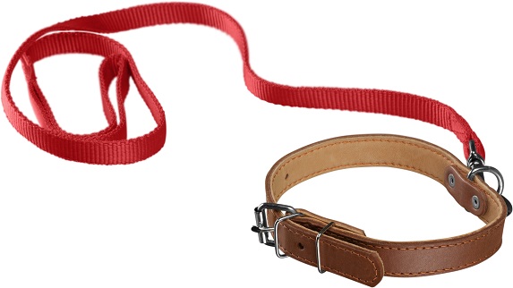 Photo of a dog lead and collar